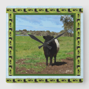 Female Belted Galloway Cow, Square Wall Clock