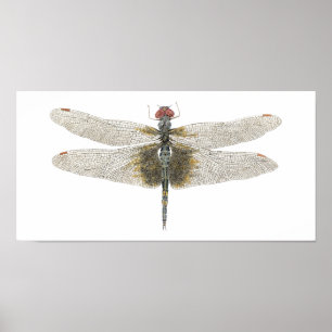 Female Black Saddlebags Dragonfly Poster