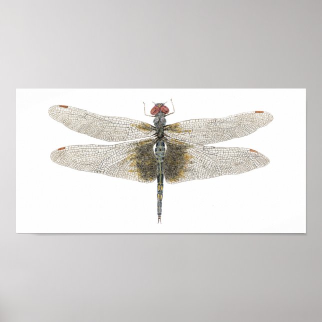 Female Black Saddlebags Dragonfly Poster (Front)