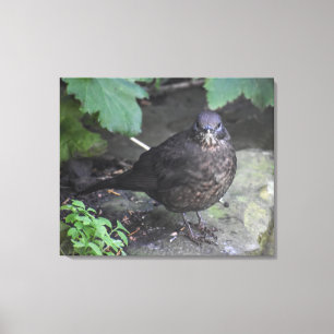 Female Blackbird Canvas Print