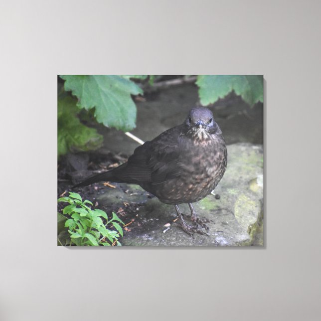 Female Blackbird  Canvas Print (Front)
