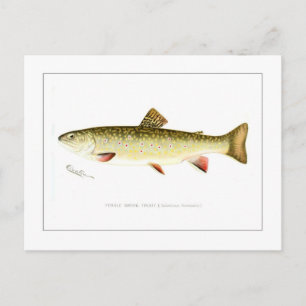 Female Brook Trout Postcard
