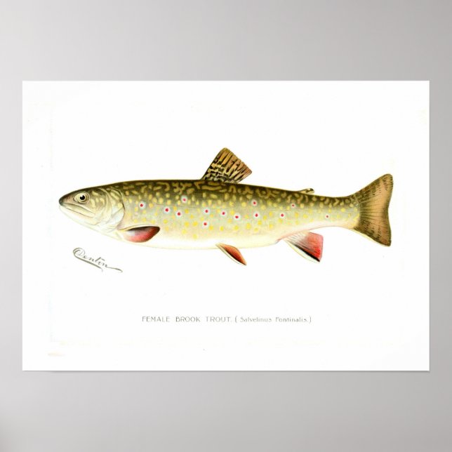 Female Brook Trout Poster (Front)