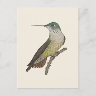 Female Calliope Hummingbird Postcard