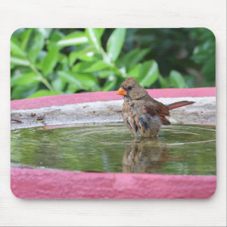 Female Cardinal at Birdbath Mouse Pad