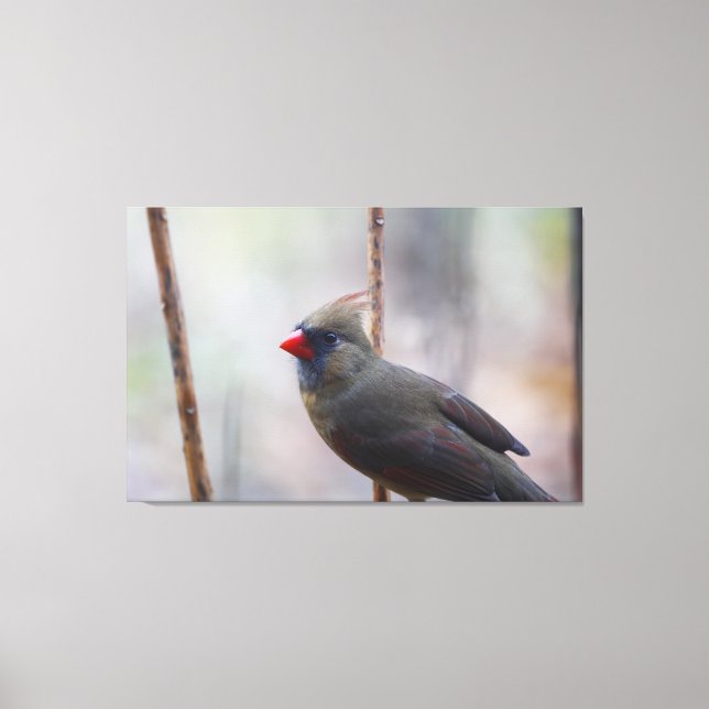 Female Cardinal Bird Canvas Print (Front)