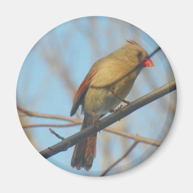 Female Cardinal/Bird Magnet (Front)