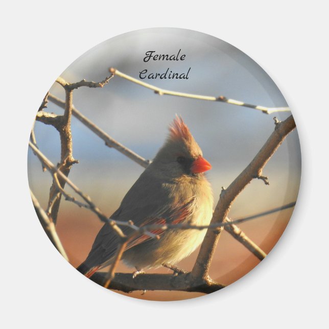 Female Cardinal bird Magnet (Front)
