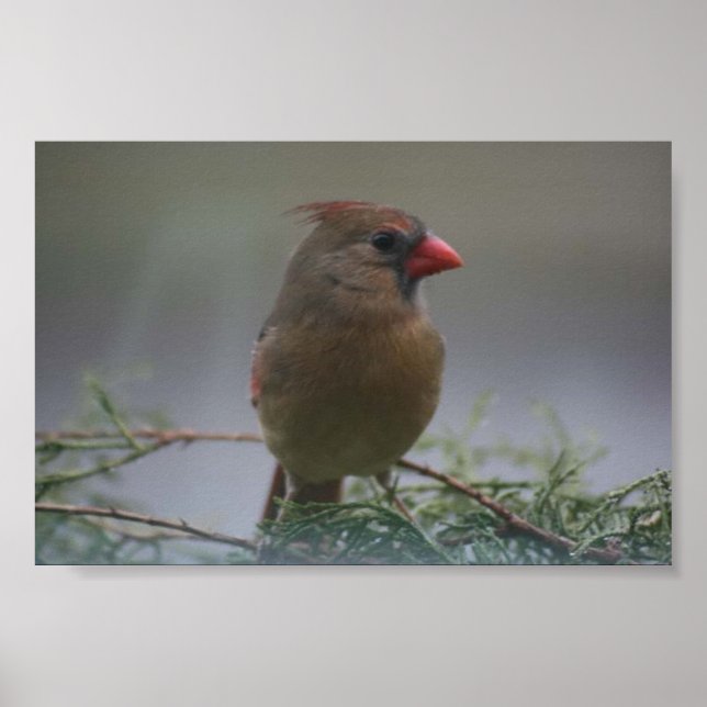 Female Cardinal Bird Photograph Print (Front)