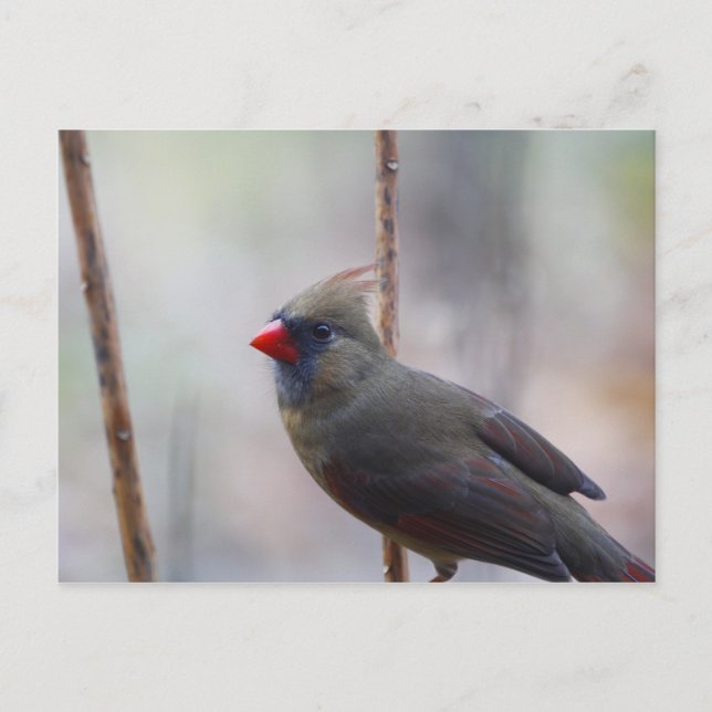 Female Cardinal Bird Postcard (Front)