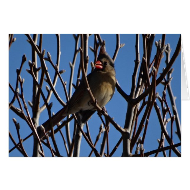 Female Cardinal & Blue Sky (Front Horizontal)