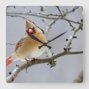 Female_cardinal_clock_v1 Square Wall Clock