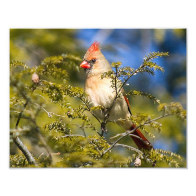 Female Cardinal In Evergreen Photo Print (Front)