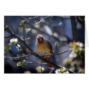 Female Cardinal in Flowering Pear Tree Card