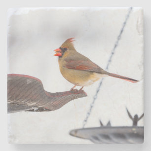 Female Cardinal Lunch Time Stone Coaster