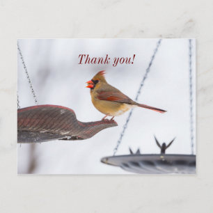 Female Cardinal Lunch Time Thank You Postcard