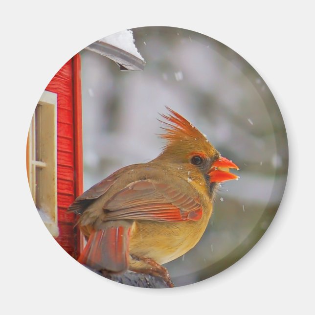 Female Cardinal magnet (Front)