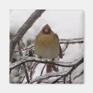 Female Cardinal Magnet