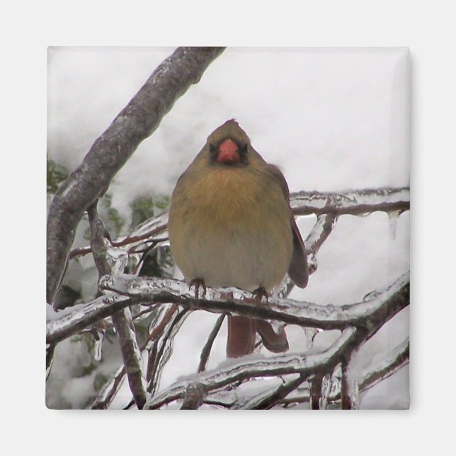 Female Cardinal Magnet (Front)