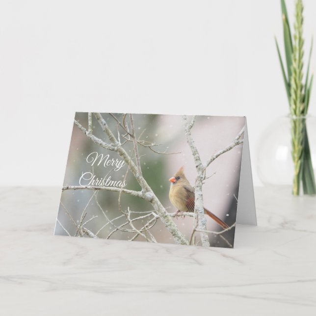 Female Cardinal on winter branches Customizable Holiday Card (Front)