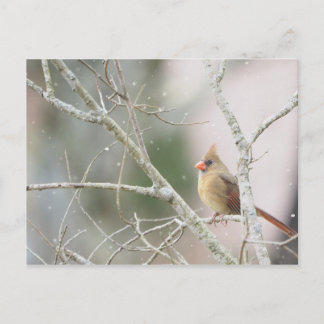 Female Cardinal on winter branches Postcard