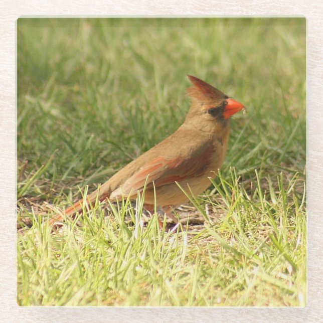 Female Cardinal Photo Glass Coaster (Front)