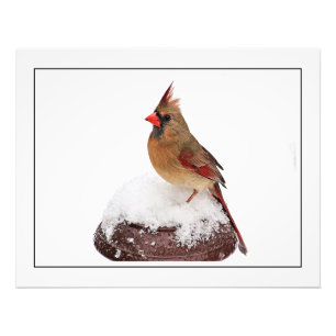 Female Cardinal Photo Print