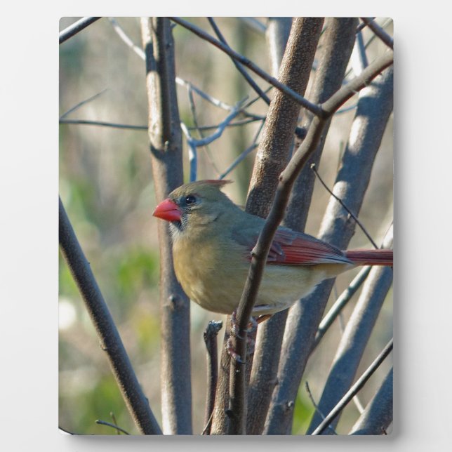 Female Cardinal Plaque (Front)