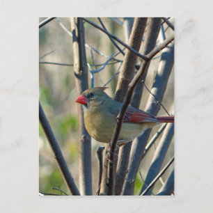 Female Cardinal Postcard