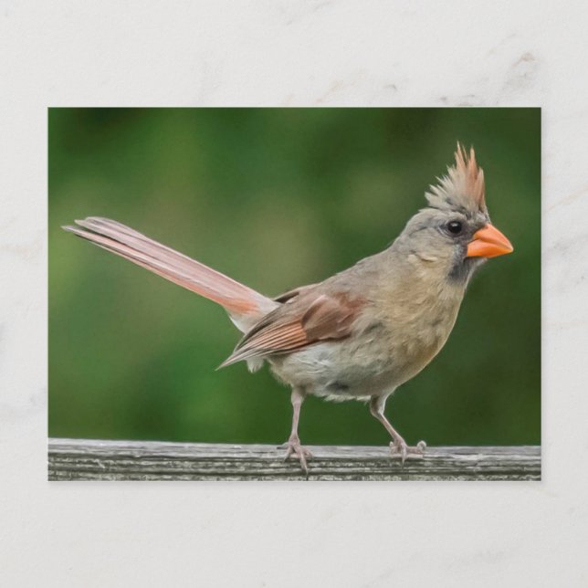 Female Cardinal Postcard (Front)