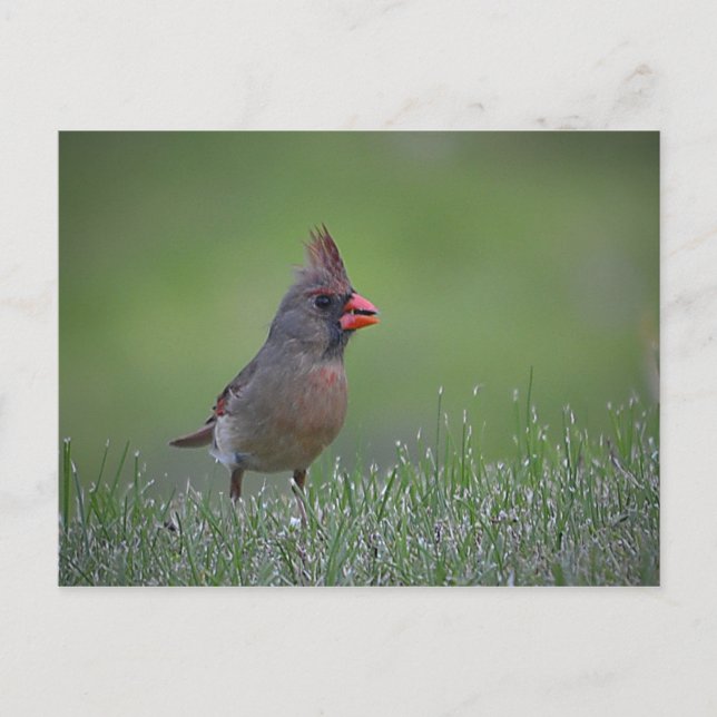 Female Cardinal Postcard (Front)