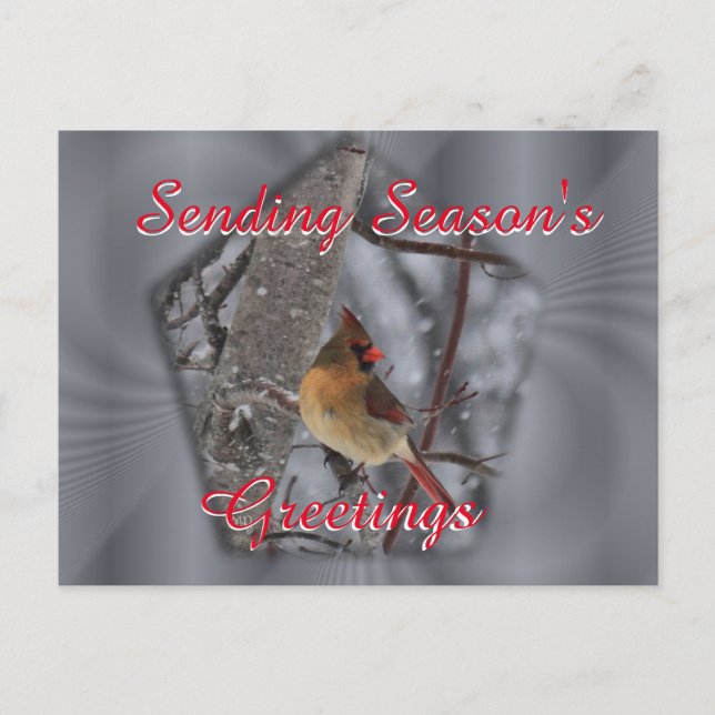 Female Cardinal Postcard- personalize as desired Postcard (Front)