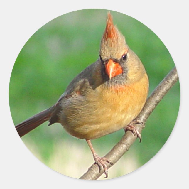 Female Cardinal Sticker (Front)