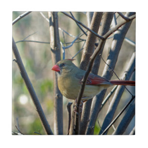 Female Cardinal Tile