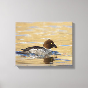 Female common Goldeneye duck Canvas Print