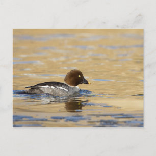 Female common Goldeneye duck Postcard