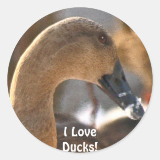 Female Duck Bird Wildlife Sticker