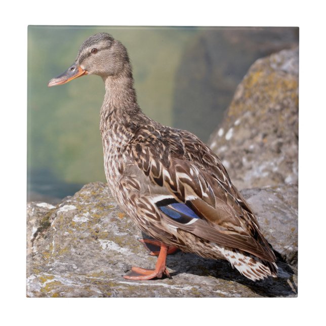 Female duck mallard on rock tile (Front)