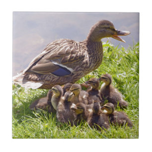Female duck mallard with its ducklings on grass tile