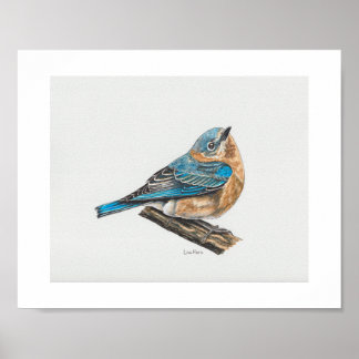 Female Eastern Bluebird Art Print