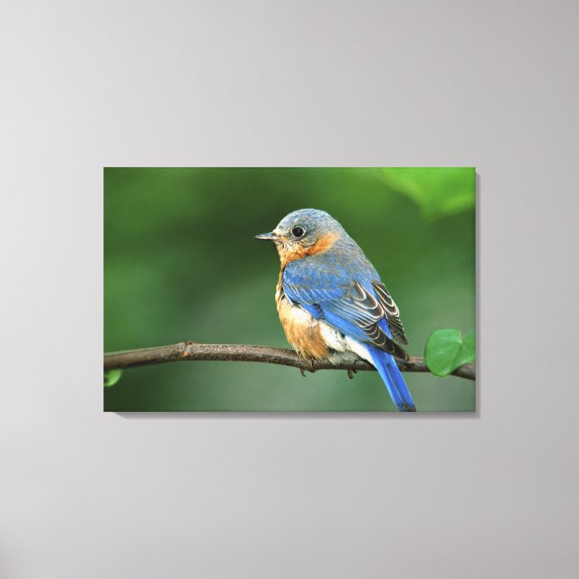 Female Eastern Bluebird, Sialia sialis Canvas Print (Front)