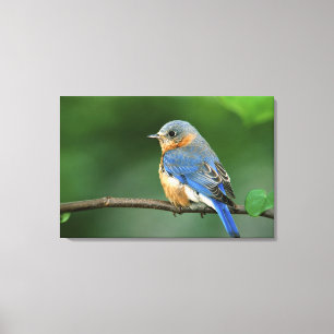 Female Eastern Bluebird, Sialia sialis Canvas Print