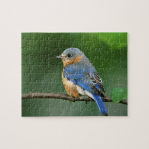 Female Eastern Bluebird, Sialia sialis Jigsaw Puzzle