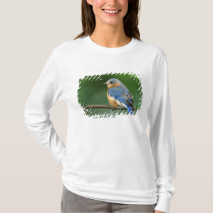 Female Eastern Bluebird, Sialia sialis T-Shirt