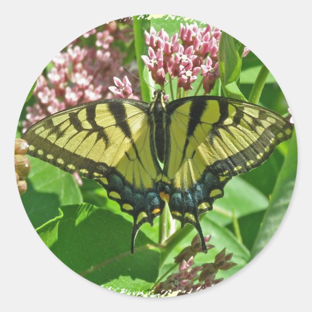 Female Eastern Tiger Swallowtail Butterfly Series Classic Round Sticker (Front)
