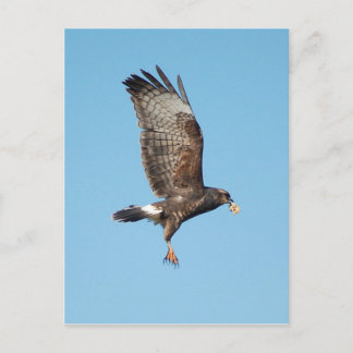 Female Everglades Kite Postcard