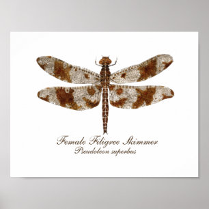 Female Filigree Skimmer daronfly Poster