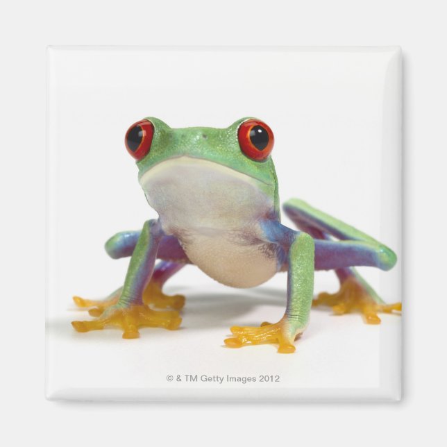 Female frog 2 magnet (Front)
