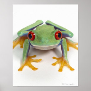 Female frog poster