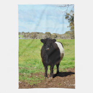 Female Galloway Cow In Country, Dish Towel